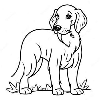 Sot Irsk Setter Hund Fargeleggingsside 10707 276