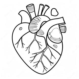 Fargerik Hjerteanatomi Fargeleggingsside 69122-15138