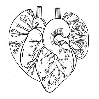 Fargerik Hjerteanatomi Fargeleggingsside 69122-15139