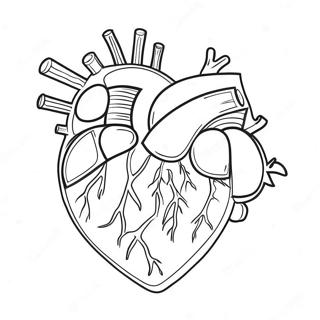 Fargerik Hjerteanatomi Fargeleggingsside 69122-15140