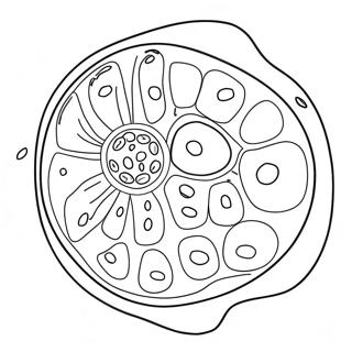 Plantecelle Fargeleggingsider